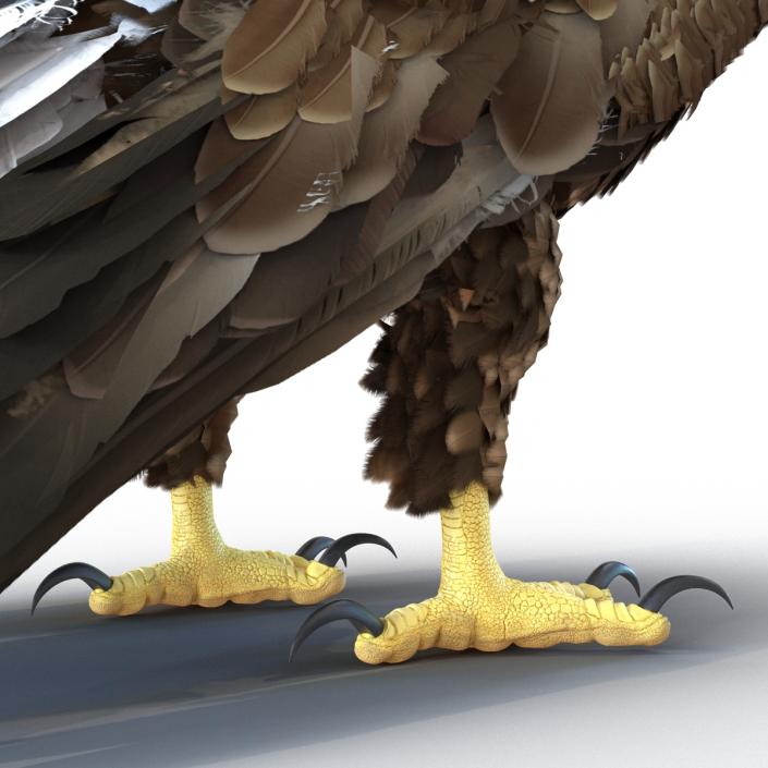 Golden Eagle Pose 5 3D model