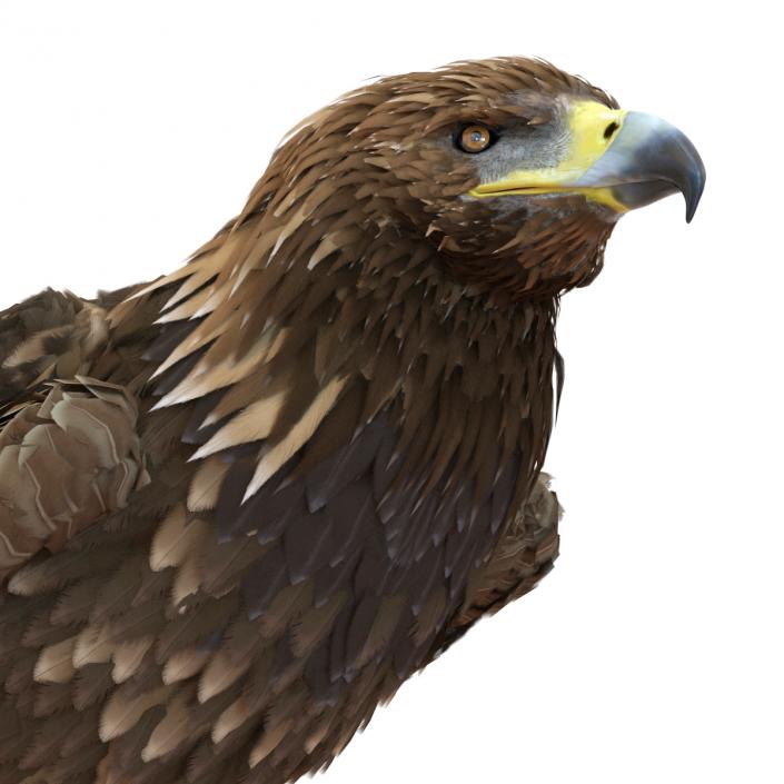 Golden Eagle Pose 5 3D model