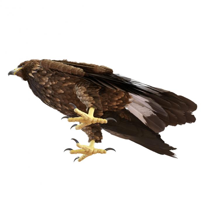 Golden Eagle Pose 5 3D model