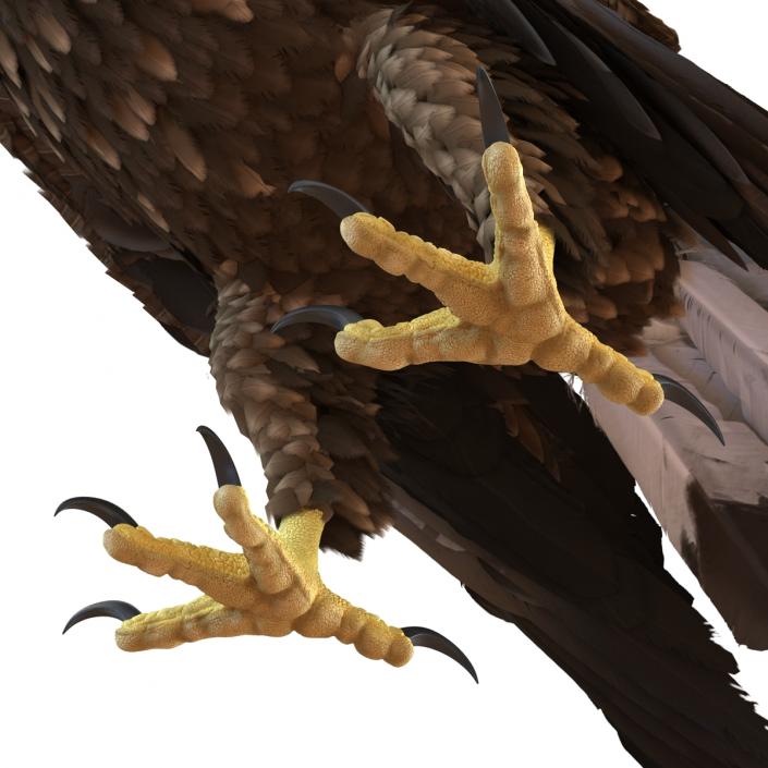 Golden Eagle Pose 5 3D model