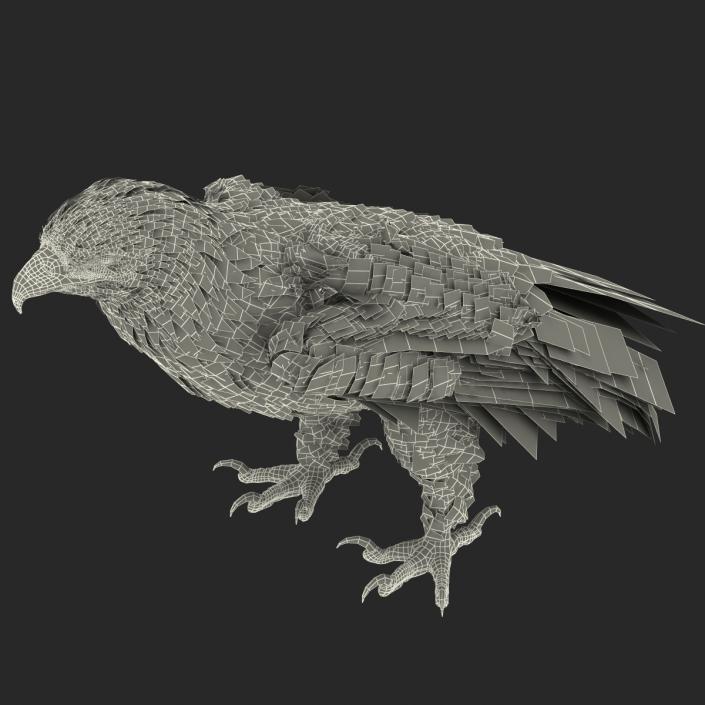 Golden Eagle Pose 5 3D model