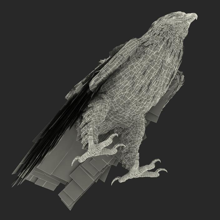 Golden Eagle Pose 5 3D model