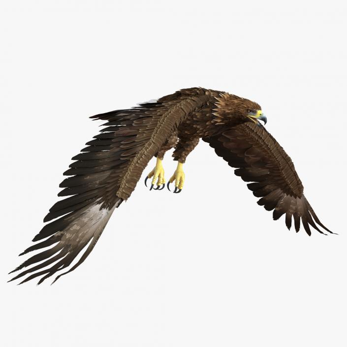 Golden Eagle Pose 4 3D model