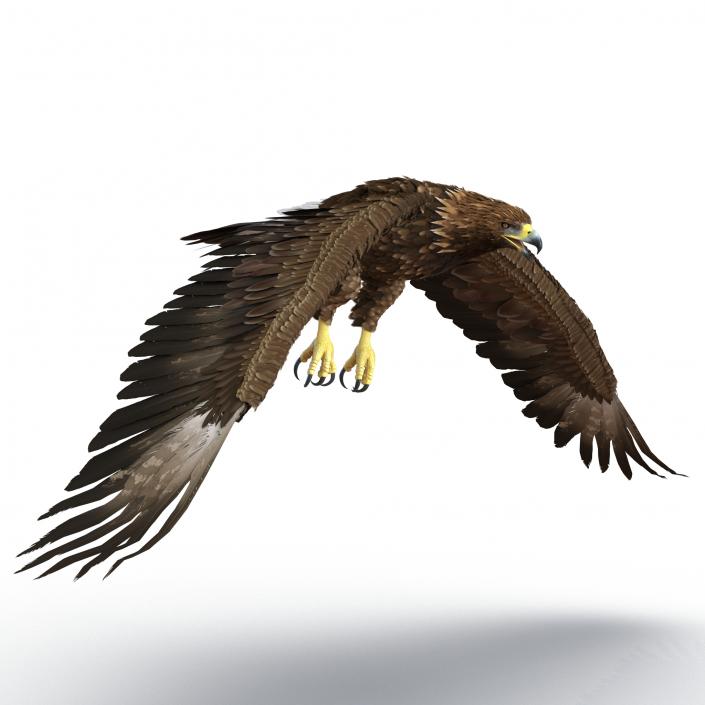 Golden Eagle Pose 4 3D model