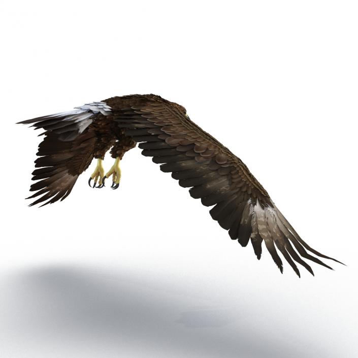 Golden Eagle Pose 4 3D model