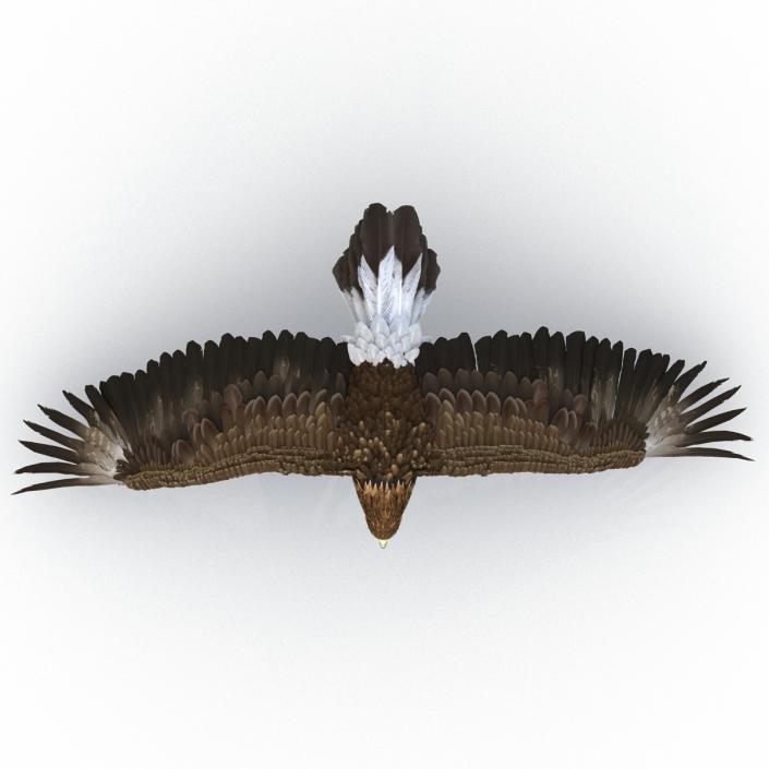 Golden Eagle Pose 4 3D model