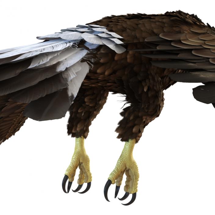 Golden Eagle Pose 4 3D model