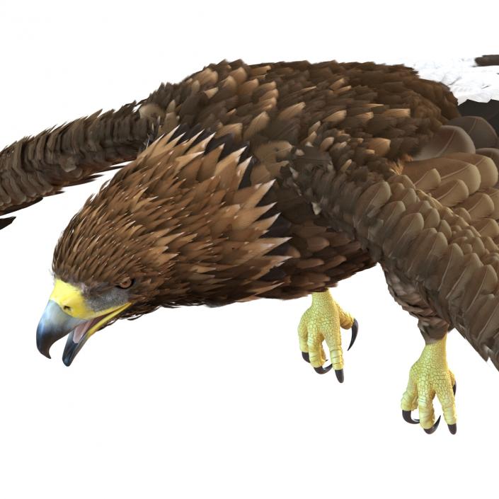 Golden Eagle Pose 4 3D model