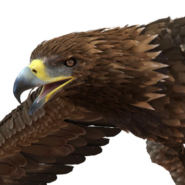 Golden Eagle Pose 4 3D model