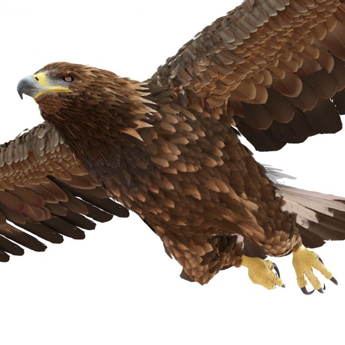 Golden Eagle Pose 3 3D model