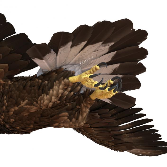 Golden Eagle Pose 3 3D model