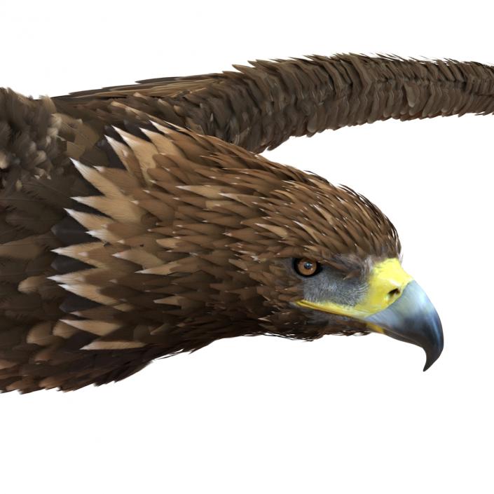 Golden Eagle Pose 3 3D model