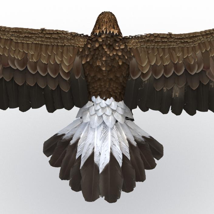 Golden Eagle Pose 3 3D model