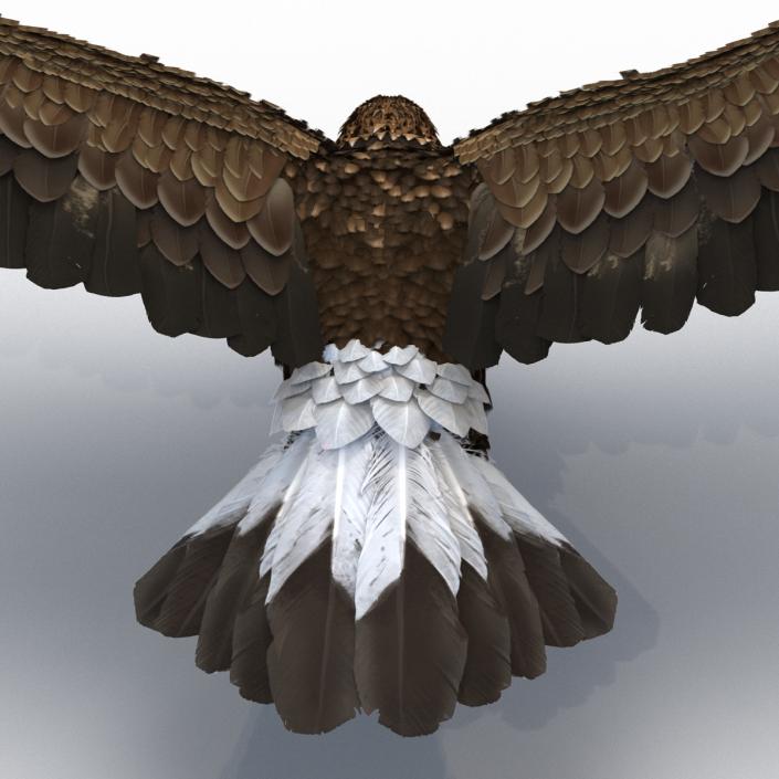 Golden Eagle Pose 2 3D model