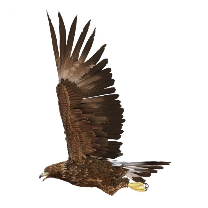 Golden Eagle Pose 2 3D model