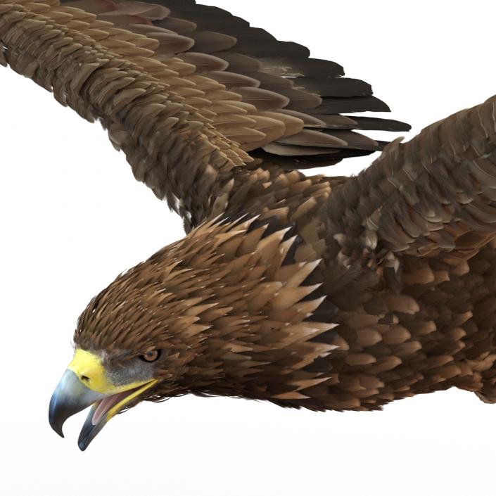 Golden Eagle Pose 2 3D model