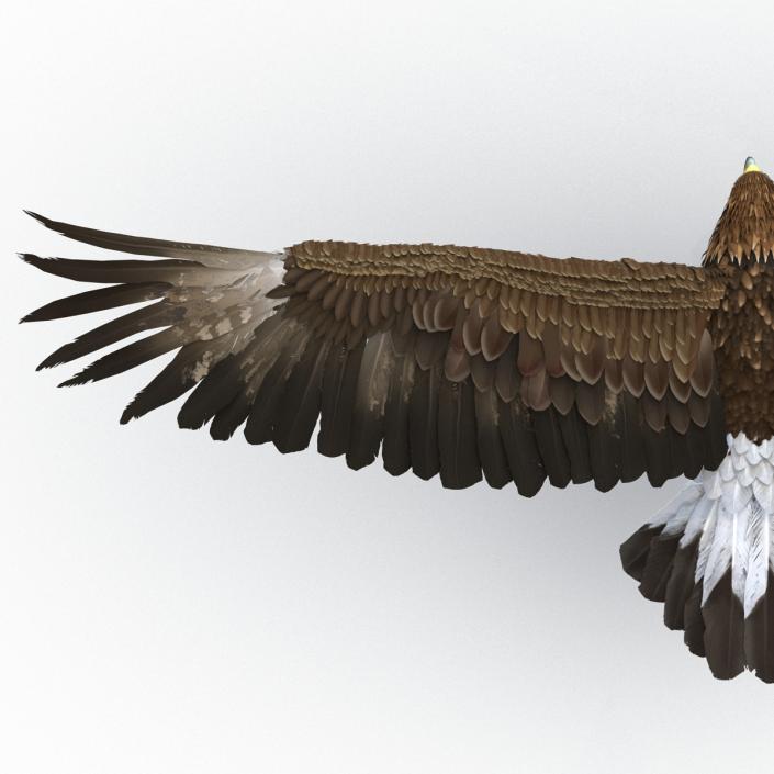 Golden Eagle Pose 2 3D model