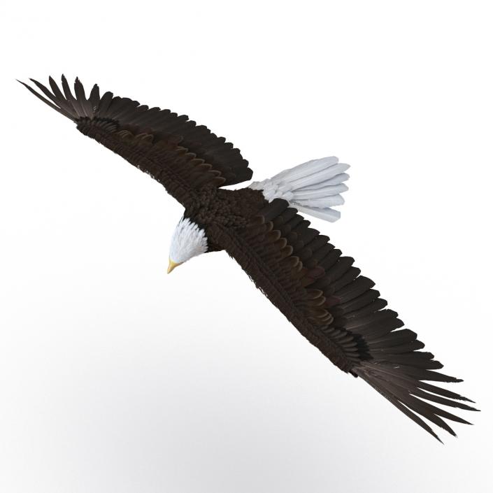 Bald Eagle Pose 7 3D