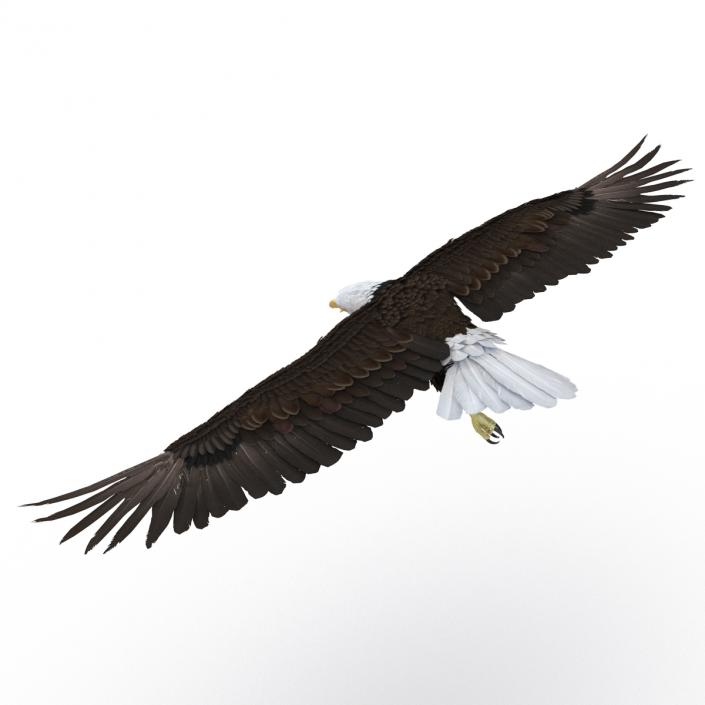 Bald Eagle Pose 7 3D