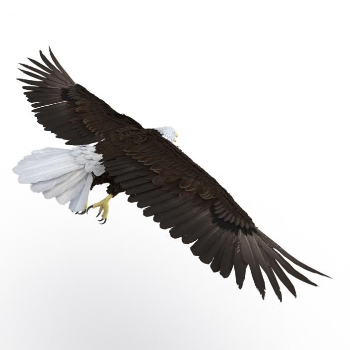 Bald Eagle Pose 7 3D