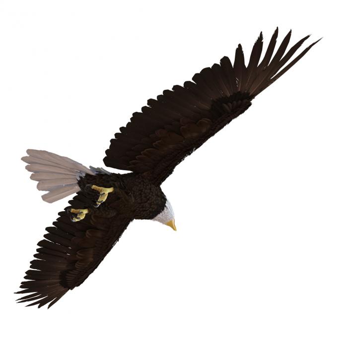 Bald Eagle Pose 7 3D