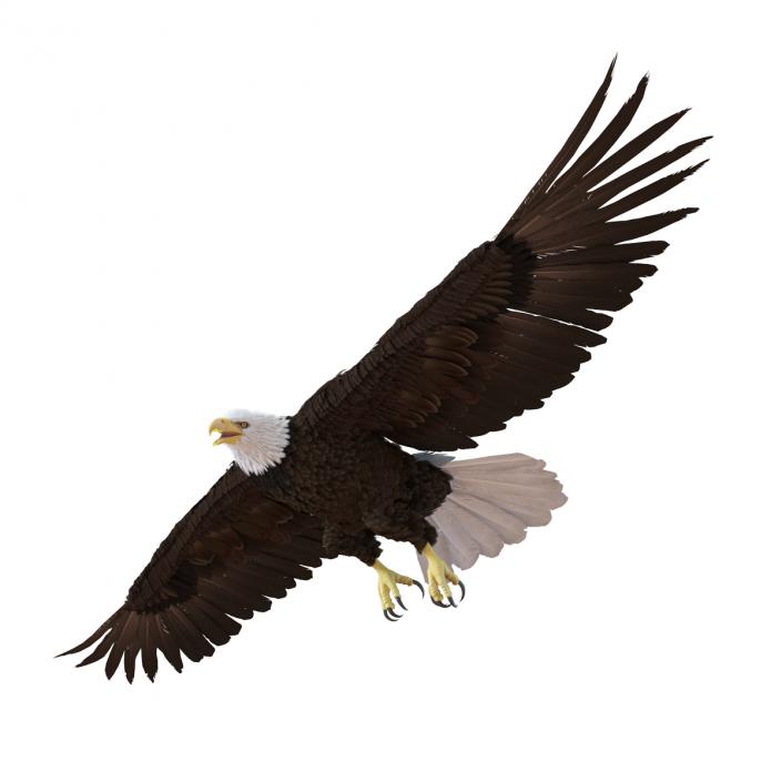 Bald Eagle Pose 7 3D