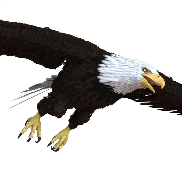 Bald Eagle Pose 7 3D