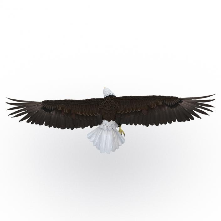 Bald Eagle Pose 7 3D