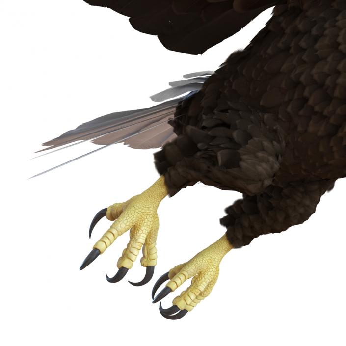 Bald Eagle Pose 7 3D