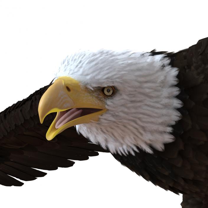 Bald Eagle Pose 7 3D