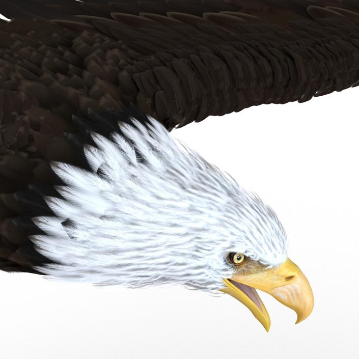 Bald Eagle Pose 7 3D