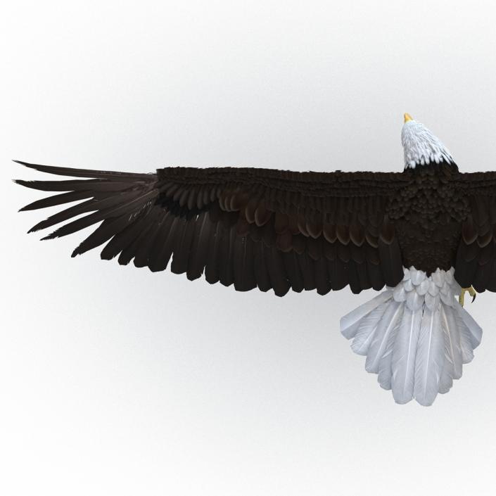 Bald Eagle Pose 7 3D