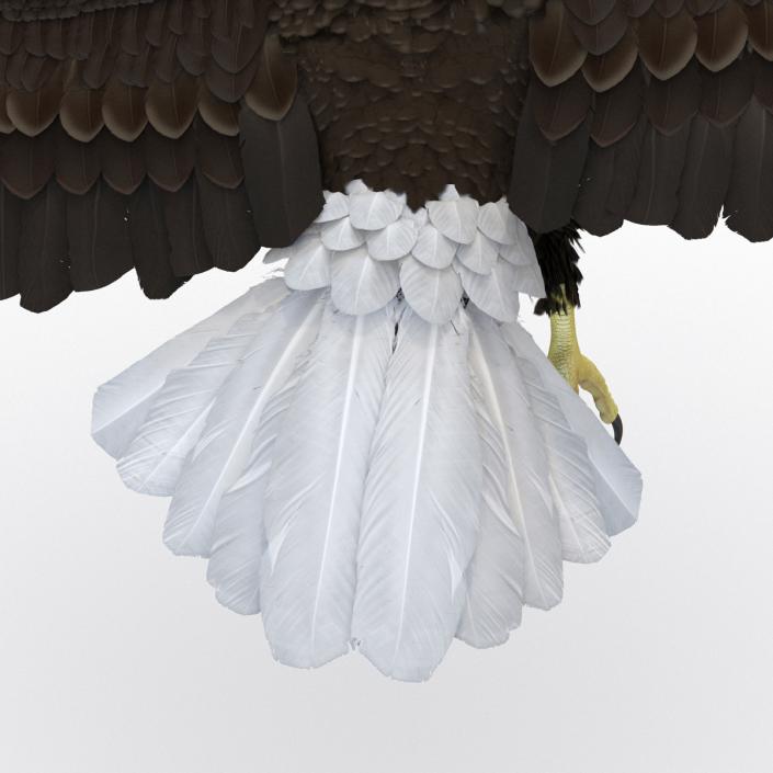 Bald Eagle Pose 7 3D