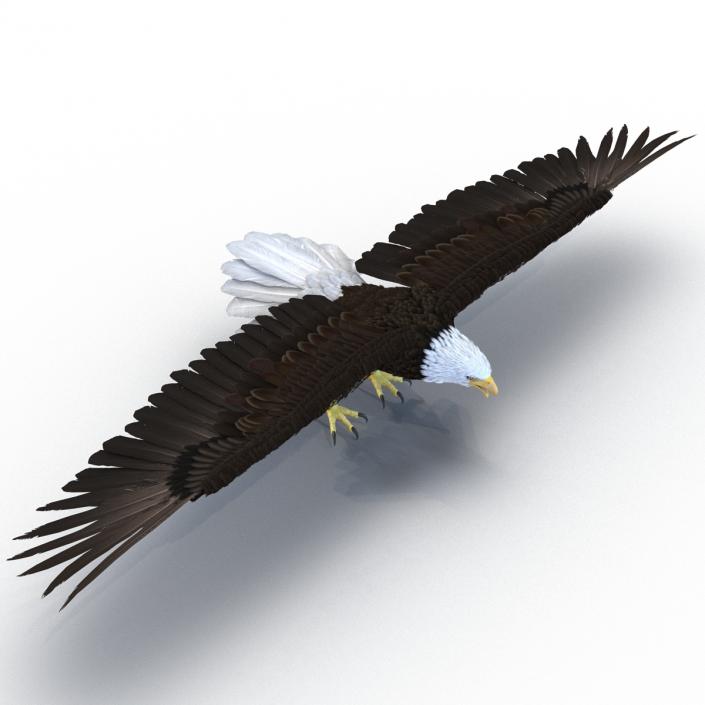 Bald Eagle Rigged 3D