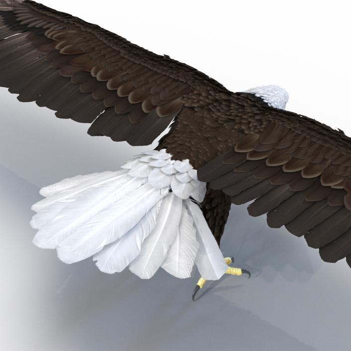 Bald Eagle Rigged 3D