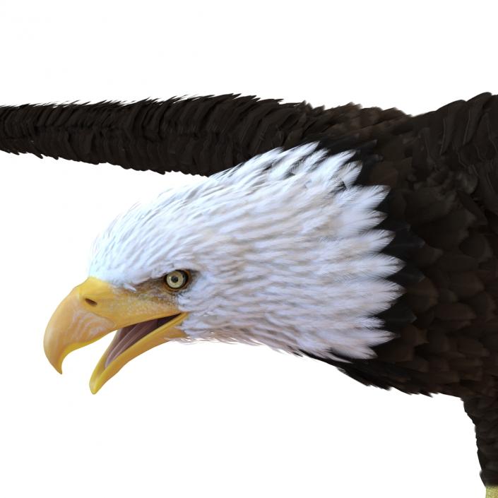 Bald Eagle Rigged 3D