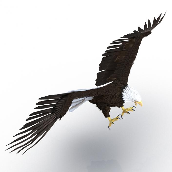 Bald Eagle Rigged 3D