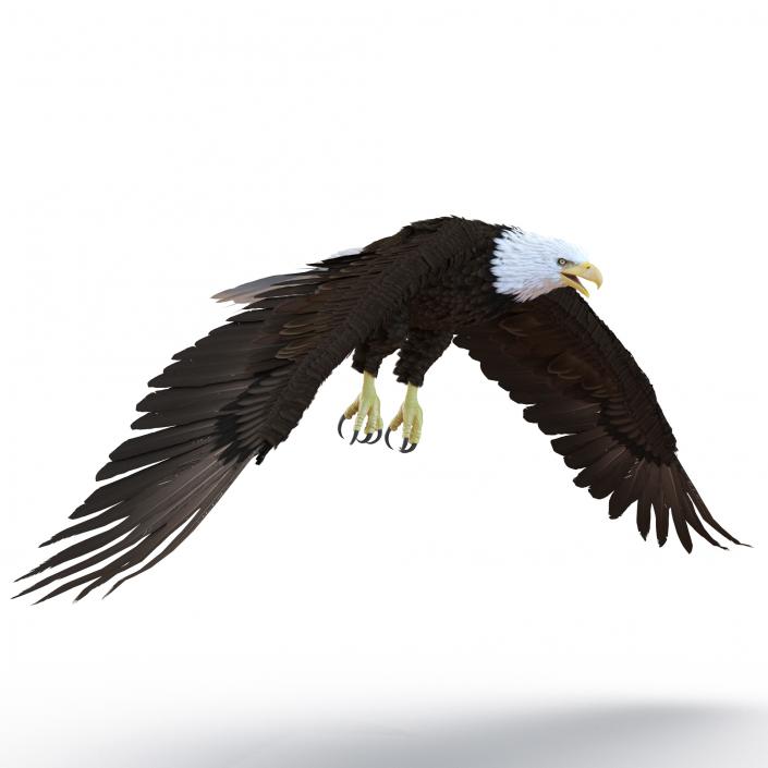 Bald Eagle Pose 6 3D