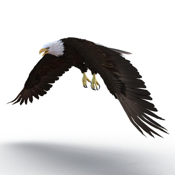 Bald Eagle Pose 6 3D