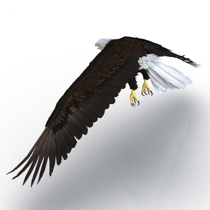 Bald Eagle Pose 6 3D