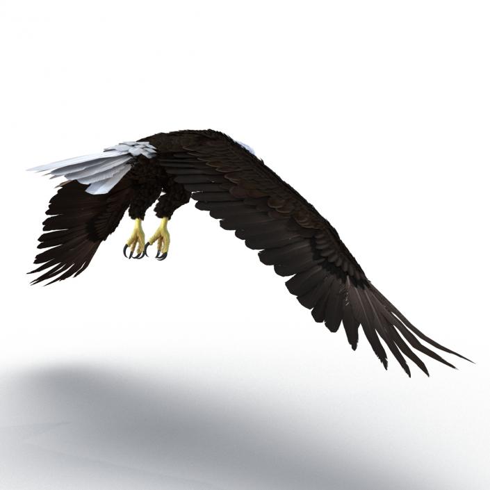 Bald Eagle Pose 6 3D