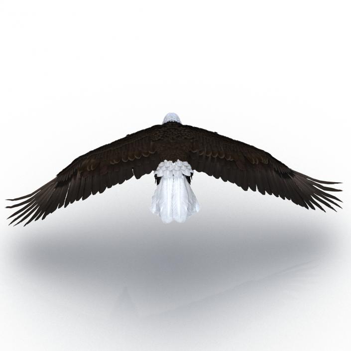 Bald Eagle Pose 6 3D