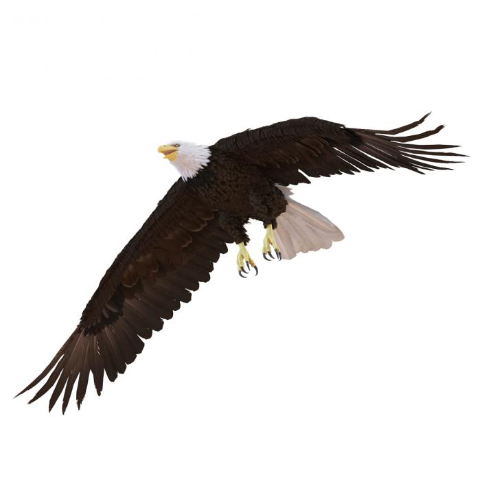 Bald Eagle Pose 6 3D