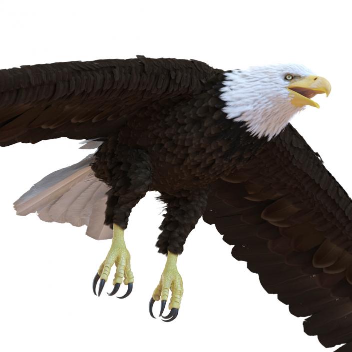 Bald Eagle Pose 6 3D