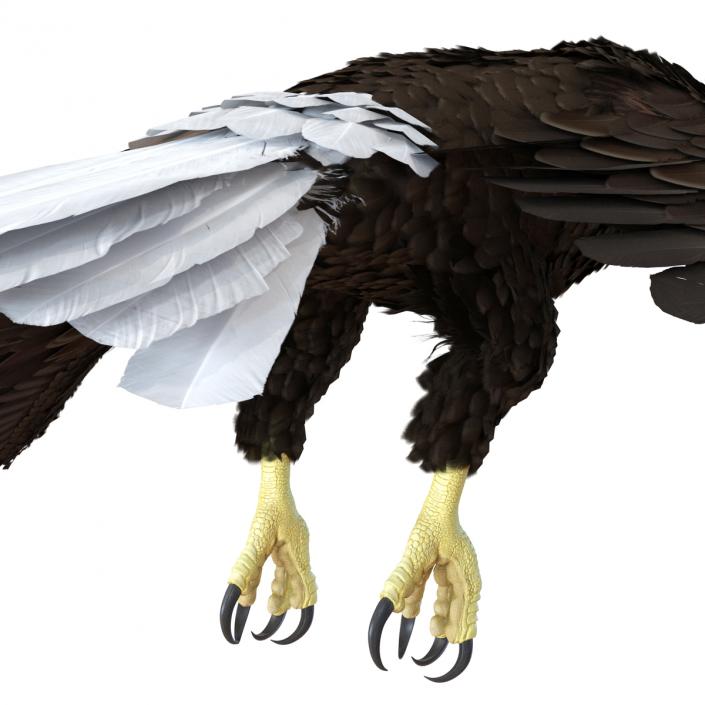 Bald Eagle Pose 6 3D