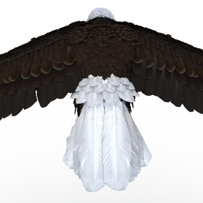 Bald Eagle Pose 6 3D