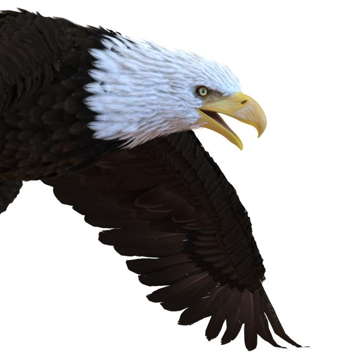 Bald Eagle Pose 6 3D