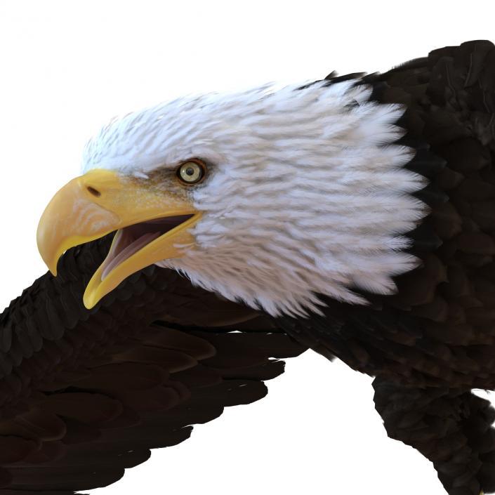 Bald Eagle Pose 6 3D