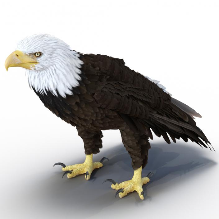 Bald Eagle Standing Pose 3D model