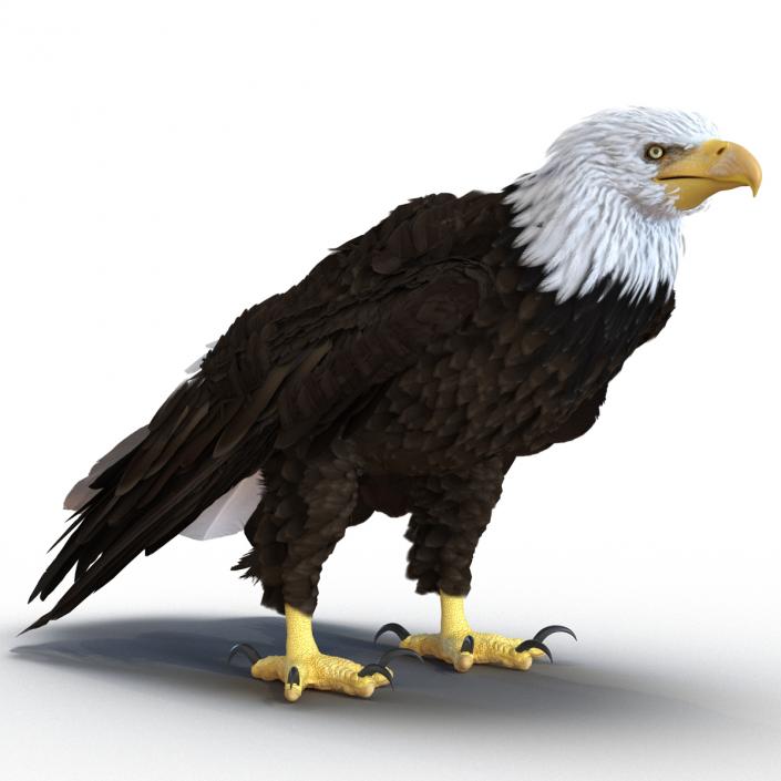 Bald Eagle Standing Pose 3D model